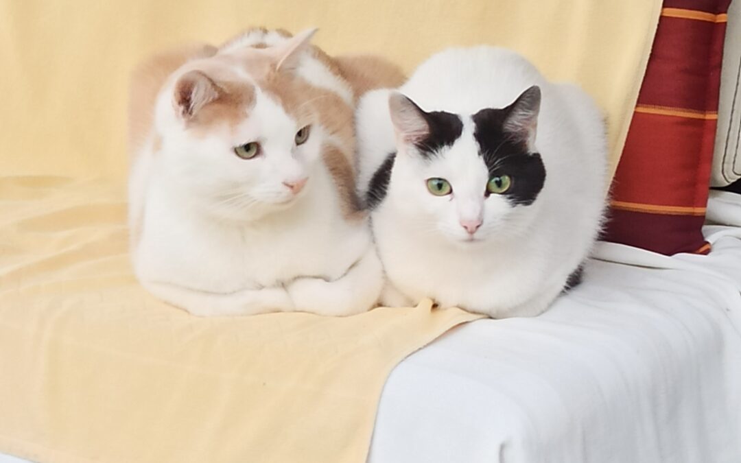 Fundtiere Katzen, Arzl im Pitztal  (07/2025)