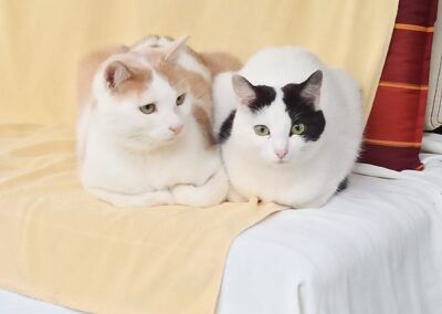 Fundtiere Katzen, Arzl im Pitztal  (07/2025)