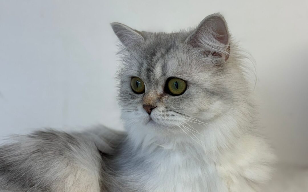 Bibi