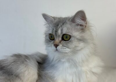 Bibi