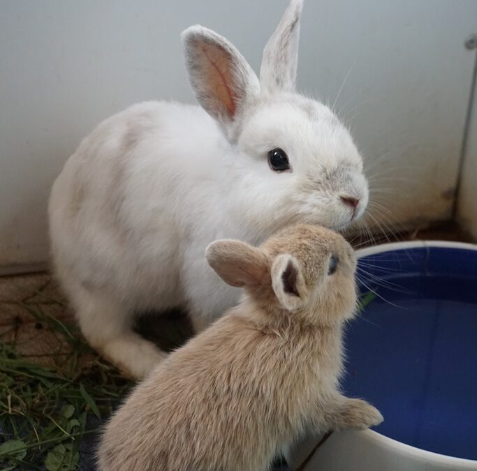 Kaninchen