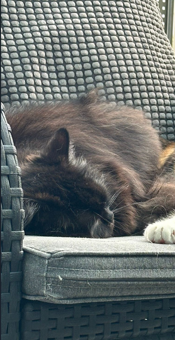 Casie, Fritzens  (07/2025)