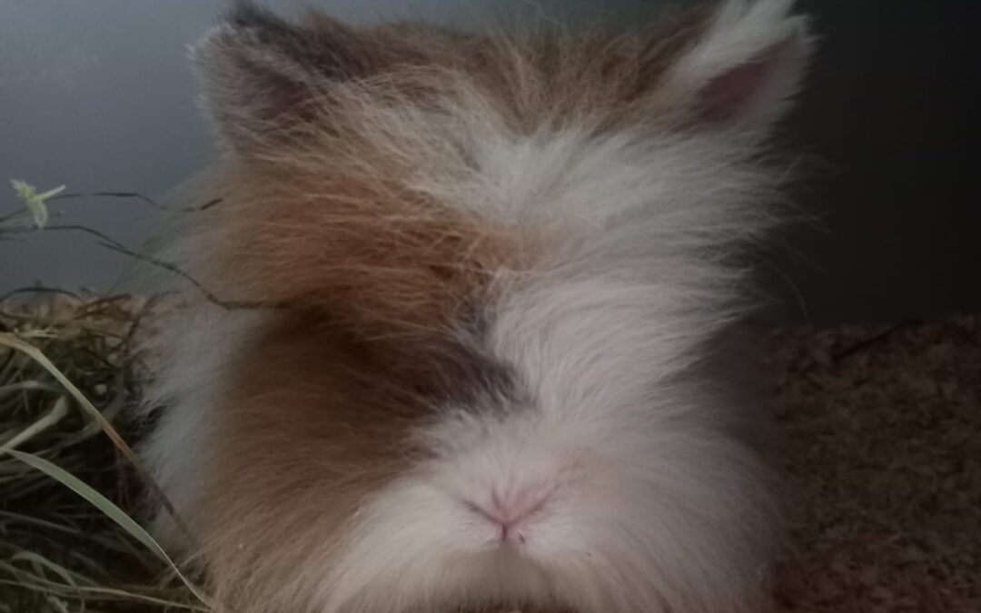 Fundtier Kaninchen, Hall in Tirol  (07/2025)