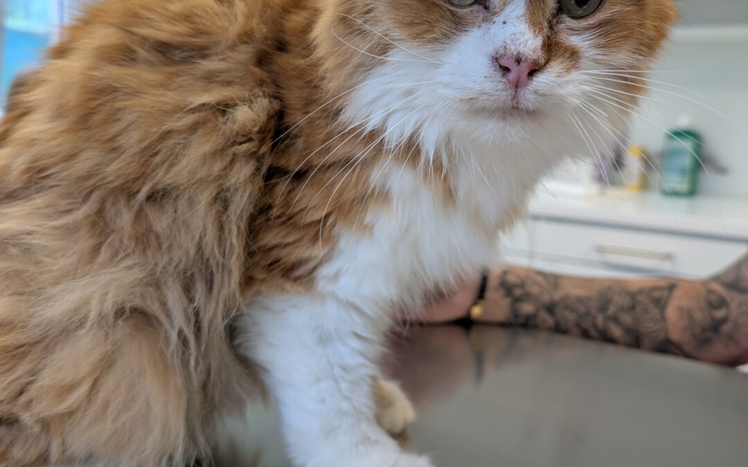 Fundtier Kater, Hall  (07/2025)