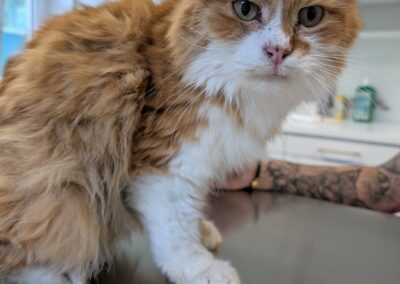 Fundtier Kater, Hall  (07/2025)