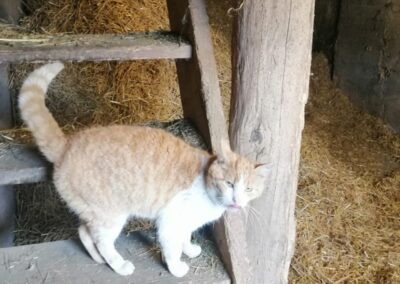 Fundtier Kater, Hopfgarten  (07/2025)