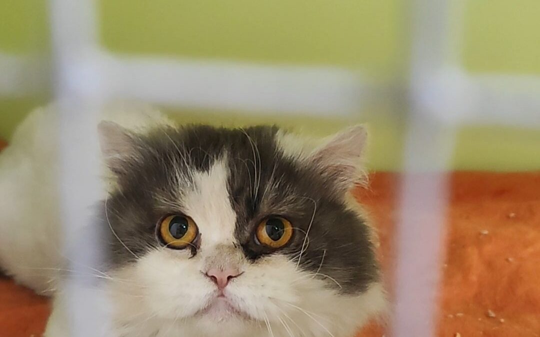 Fundtier Kater, Innsbruck  (07/2025)