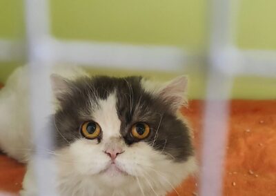 Fundtier Kater, Innsbruck  (07/2025)