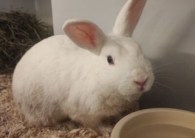 Fundtier Kaninchen, Innsbruck  (07/2025)