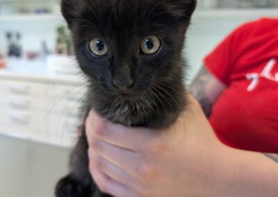 Fundtier Kater, Innsbruck  (07/2025)