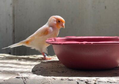 Fundtier Kanarienvogel, Innsbruck  (06/2025)