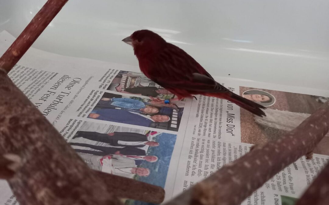 Fundtier Kanarienvogel, Innsbruck  (07/2025)