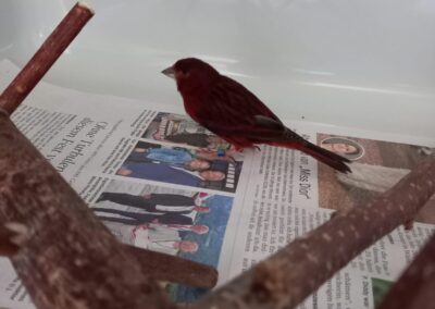 Fundtier Kanarienvogel, Innsbruck  (07/2025)