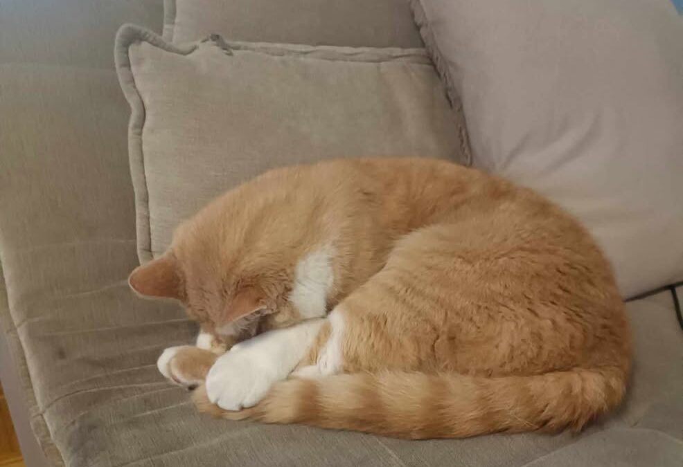 Snickers, Innsbruck  (07/2025)