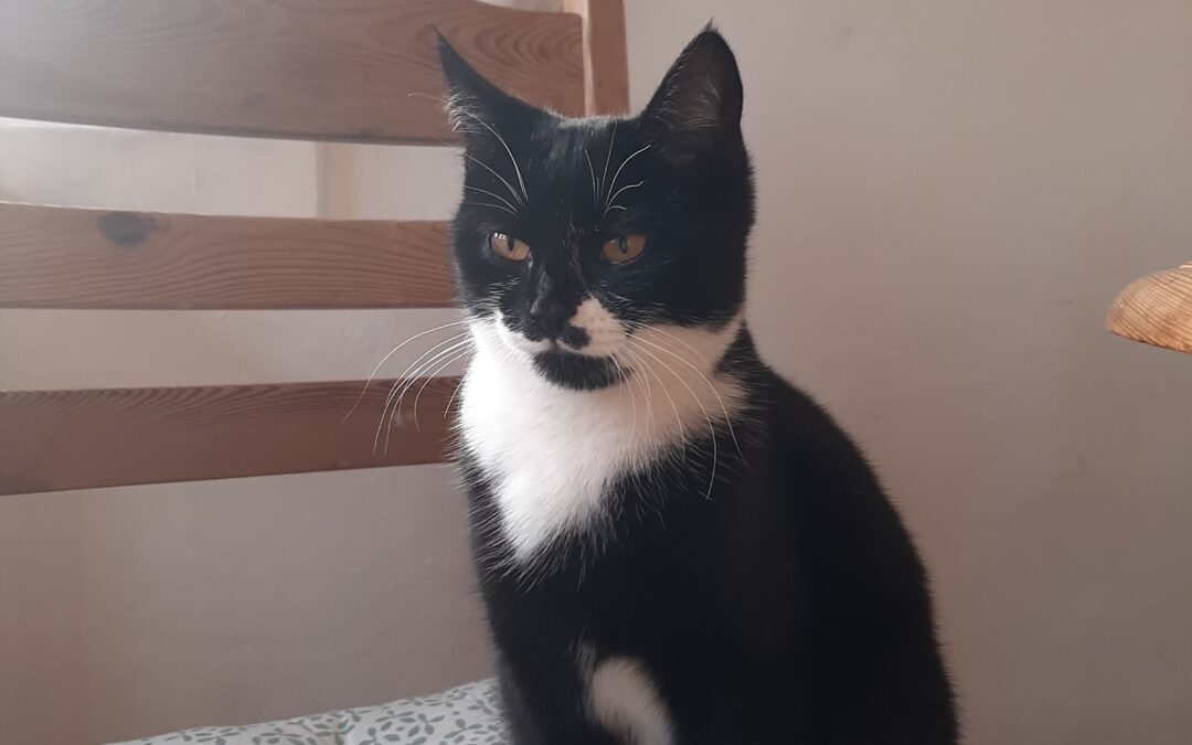 Cleo, Innsbruck  (07/2025)