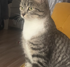 Mausi, Innsbruck  (07/2025)