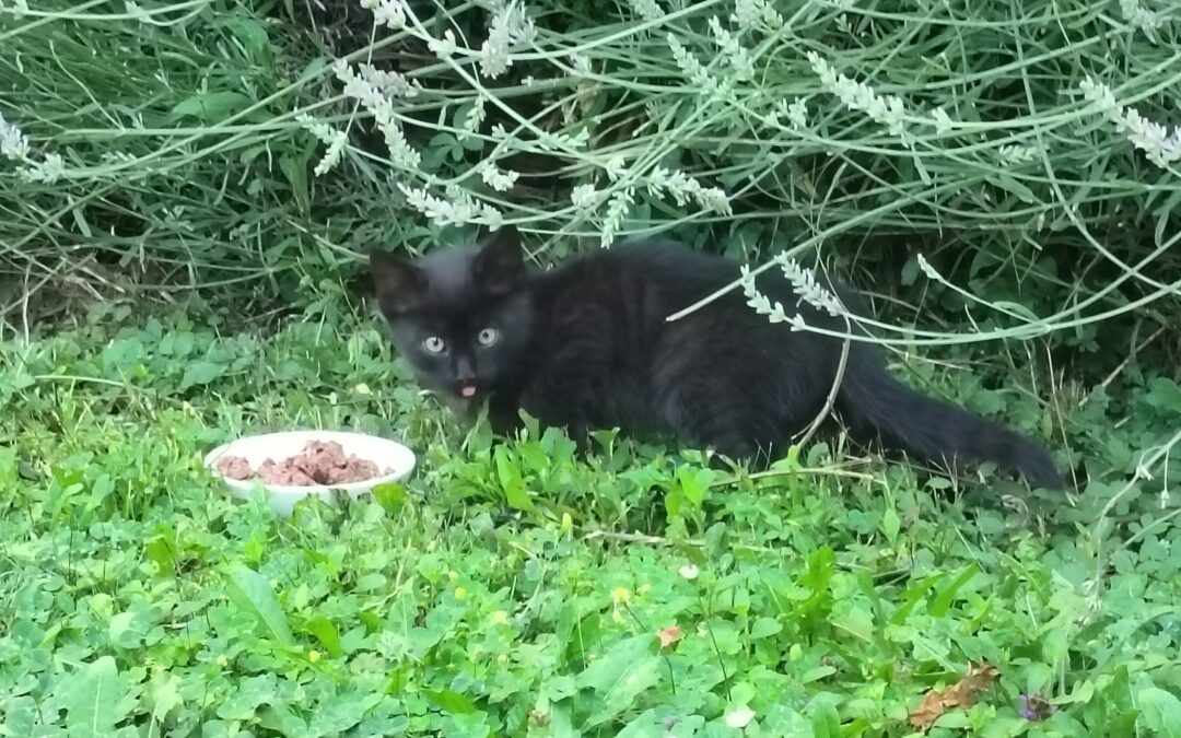 Sichtung Katze, Innsbruck  (07/2025)