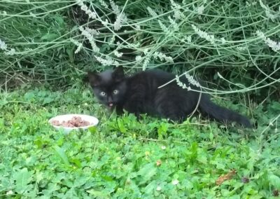 Sichtung Katze, Innsbruck  (07/2025)