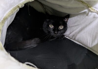 Fundtier Kater, Innsbruck  (07/2025)