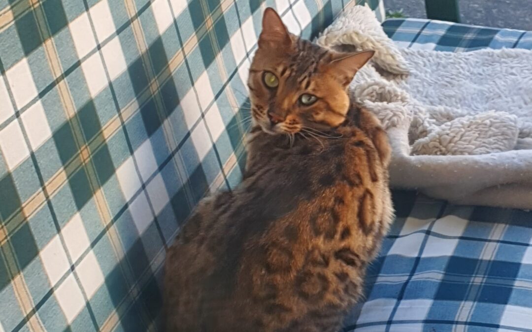Fundtier Kater, Kramsach  (07/2025)