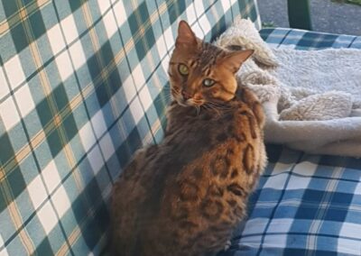 Fundtier Kater, Kramsach  (07/2025)