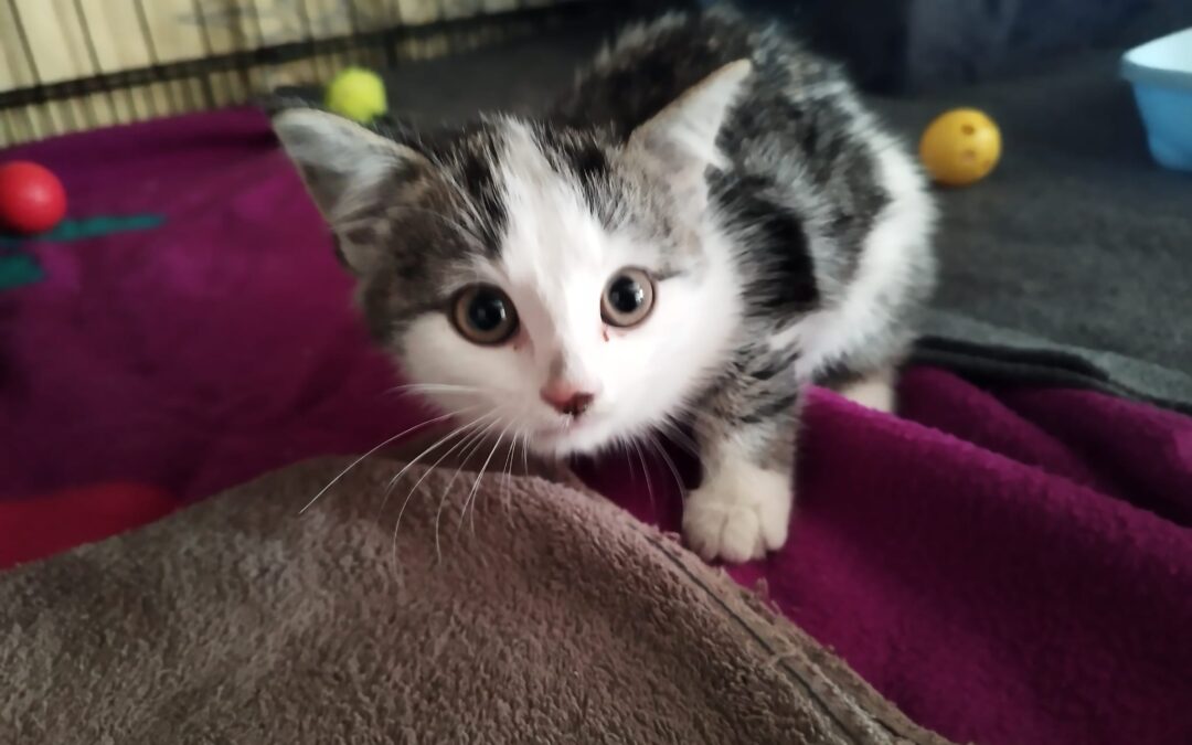 Fundtier Katze. Kundl  (07/2025)