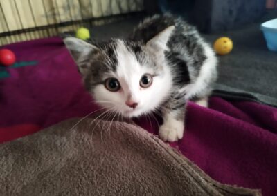 Fundtier Katze. Kundl  (07/2025)