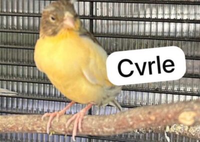 Cvrle, Kundl  (07/2025)