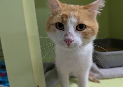 Fundtier Kater, Landeck  (07/2025)