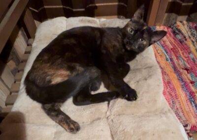 Fundtier Katze, Landeck  (07/2025)
