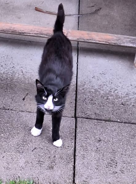 Fundtier Kater, Langkampfen  (07/2025)
