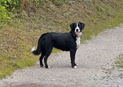 Sichtung Hund, Mayrhofen  (07/2025)
