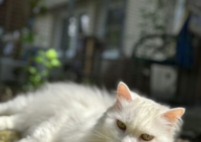 Milva