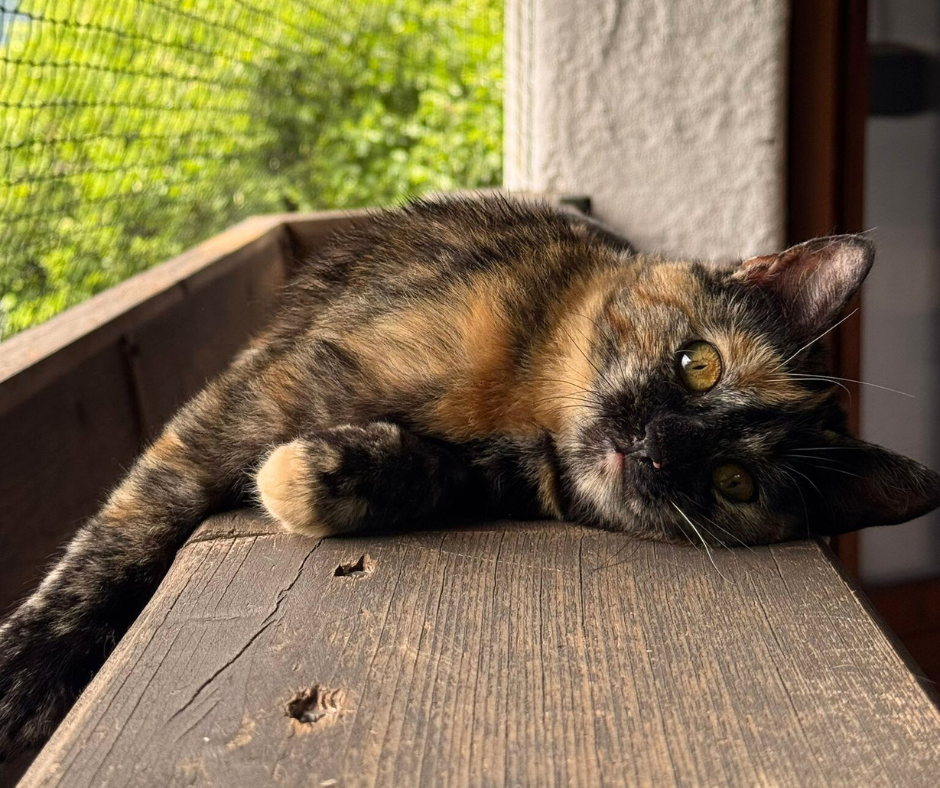 Minka_im_neuen_Zuhause Billy in seinem neuen Zuhause