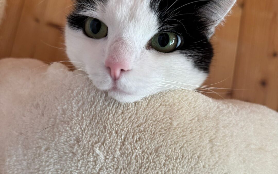 Musetta