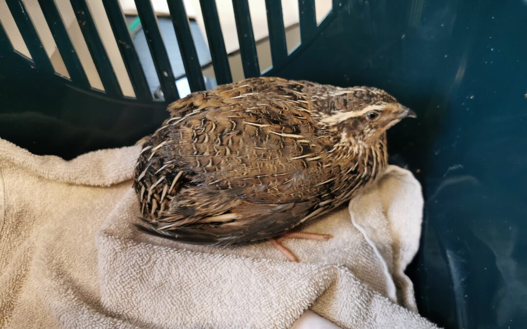 Fundtier Wachtel, Pfaffenhofen (verstorben) (07/2025)