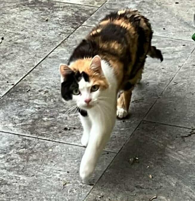 Maya, Pflach  (07/2025)