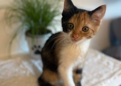 Susi, Rinn  (07/2025)