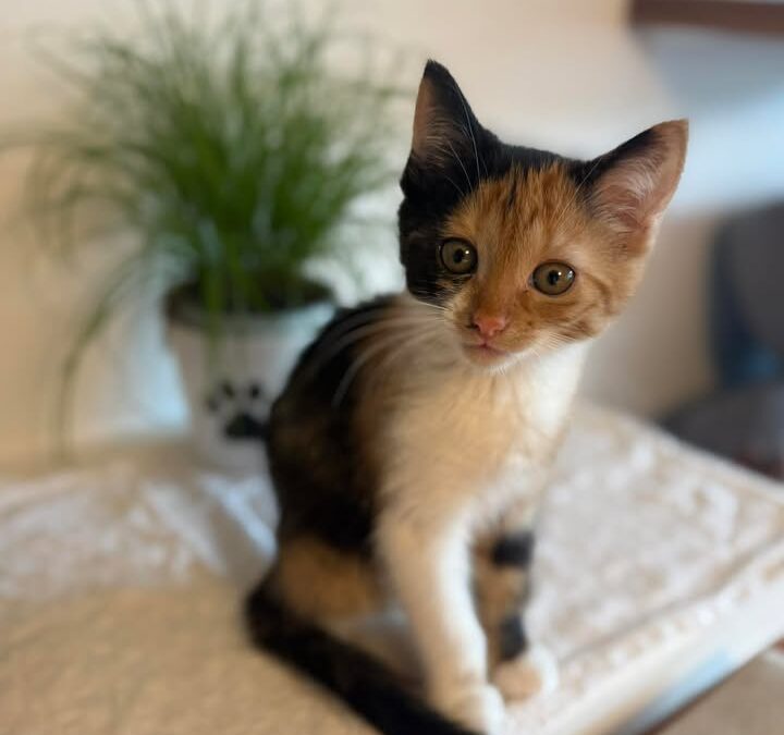 Susi, Rinn  (07/2025)
