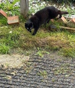 Sichtung Katze, Sistrans  (07/2025)