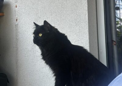 Louie, St. Johann in Tirol  (07/2025)