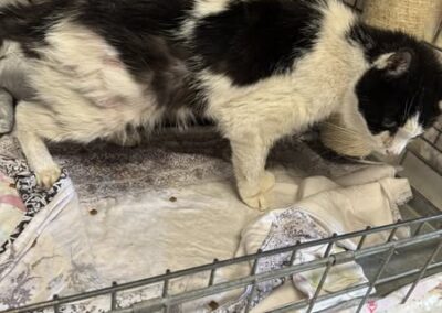 Fundtier Kater, Stans  (07/2025)