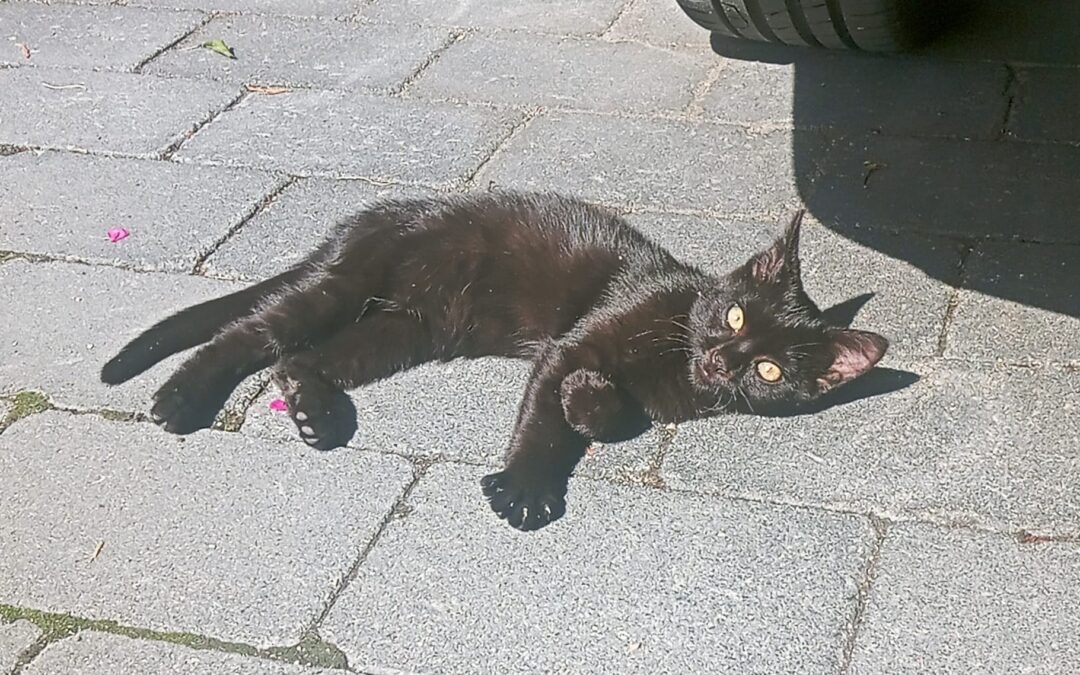 Fundtier Katze, Tulfes  (07/2025)