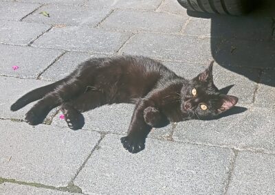 Fundtier Katze, Tulfes  (07/2025)