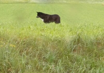 Sichtung Hund, Tulfes  (07/2025)