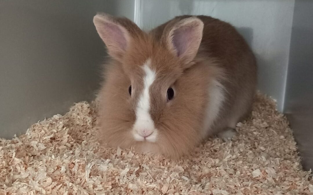 Fundtier Kaninchen, Völs  (07/2025)