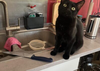 Kitty, Volders  (07/2025)