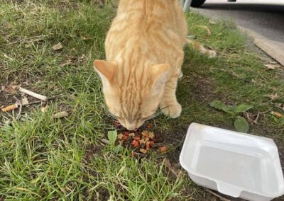 Sichtung Kater, Vomp  (07/2025)