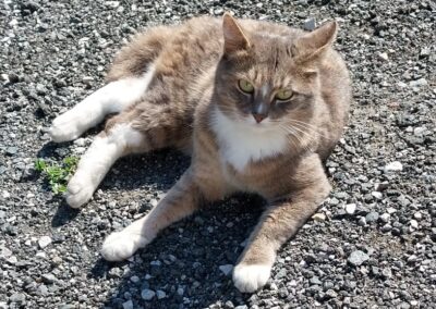 Mieze-Katze, Waidring  (07/2025)