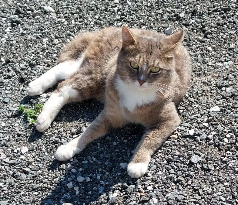 Mieze-Katze, Waidring  (07/2025)